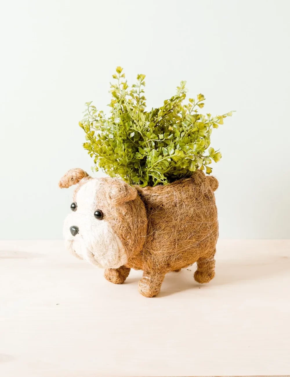 English Bulldog Planter - Coco Coir Pots  LIKHÂ - Image 3